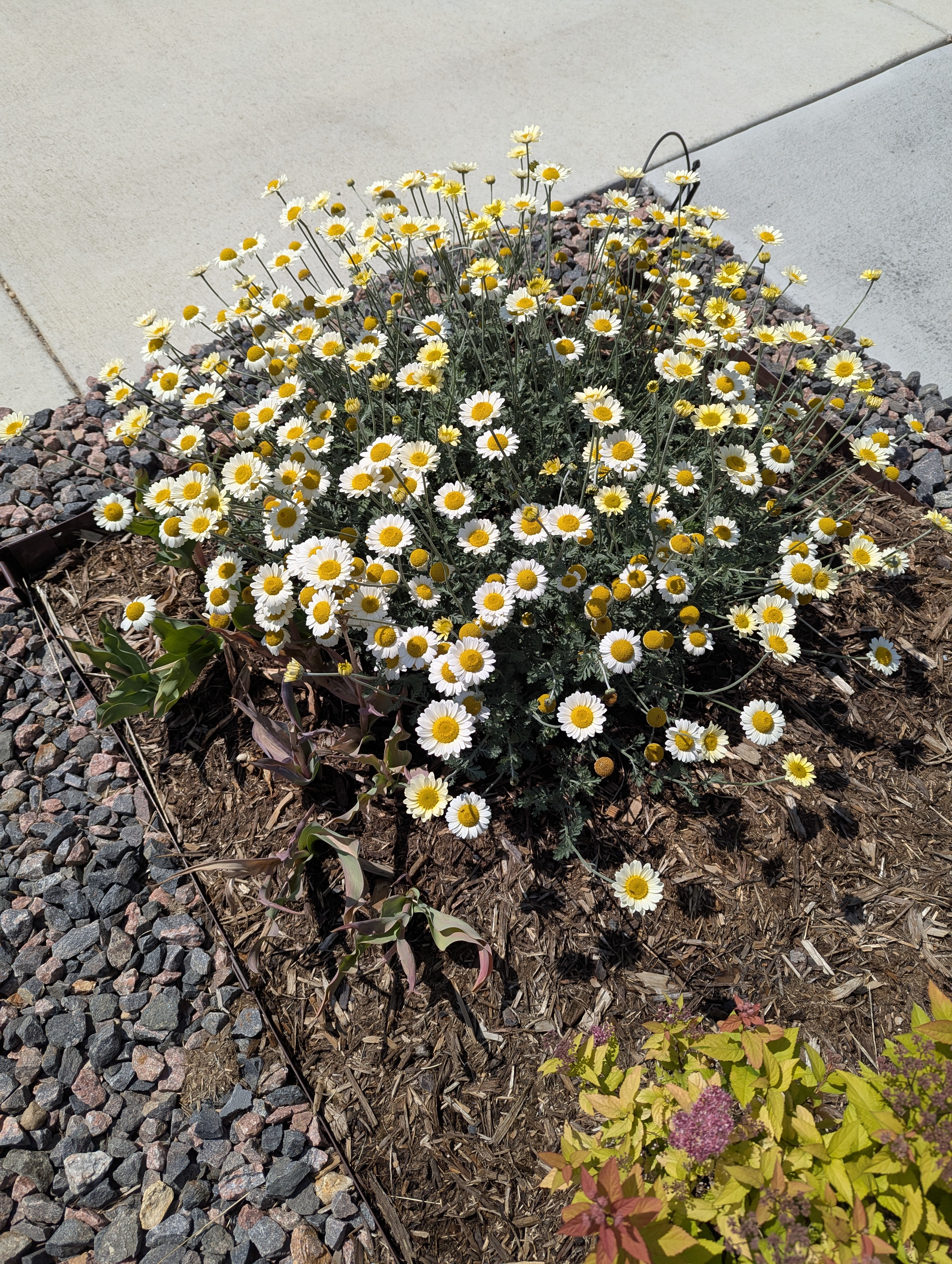 Garden, Flowers, Morrison, Colorado